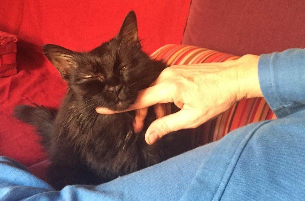 Black Cat’s Day
