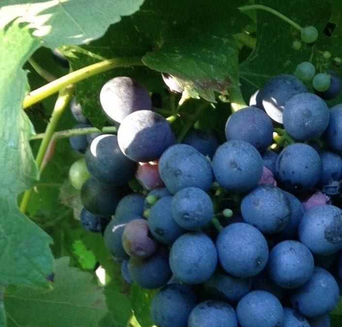 Gustare il Vino, nel modo ebraico